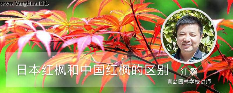 日本紅楓和中國紅楓的區別