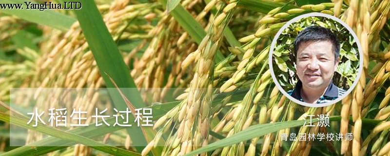 水稻生長過程