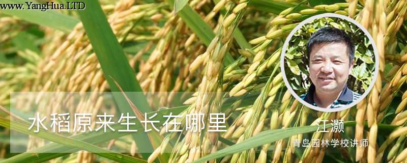 水稻原來生長在哪裡