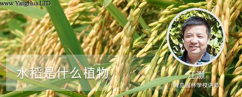 水稻是什麼植物