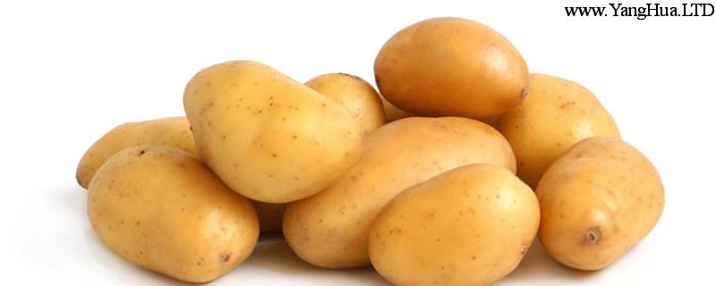 什麼時候種土豆，種植馬鈴薯怎樣催芽