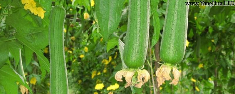 絲瓜是什麼季節成熟的，可以在家種嗎