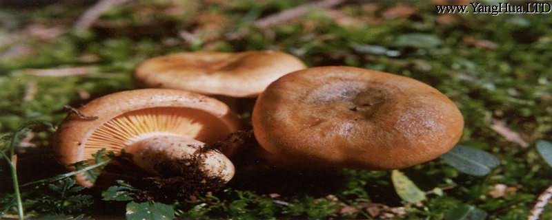 松乳菇可以人工栽培嗎（種植技術和產量）