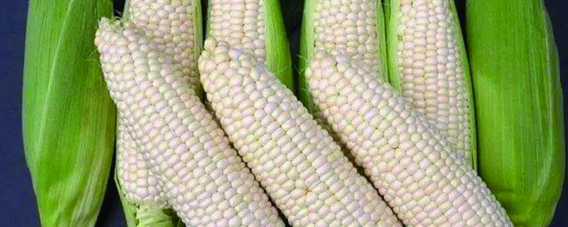 如何在鹽鹼地種植玉米