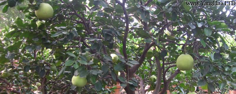 柚子樹如何嫁接雜柑