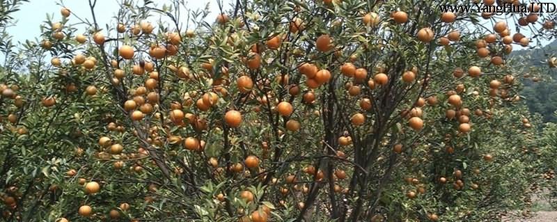 橘子樹苗種植方法