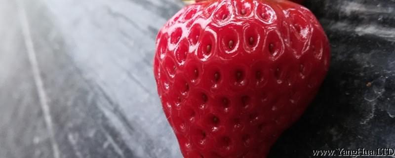 摘草莓的季節