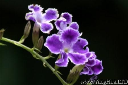 紫色紫羅蘭