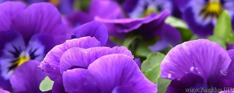 紫羅蘭花語