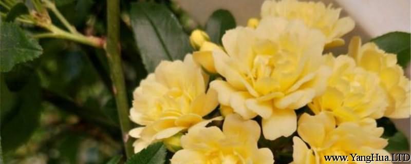 黃木香幾年可以開花，黃木香有香味嗎