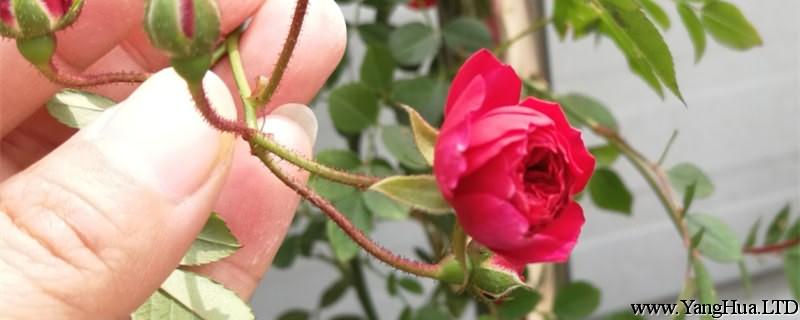 紅木香的養殖方法，紅木香花啥時候種植
