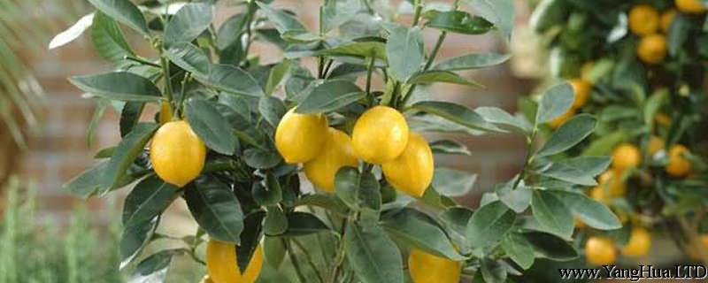 檸檬怎麼養才能更旺盛