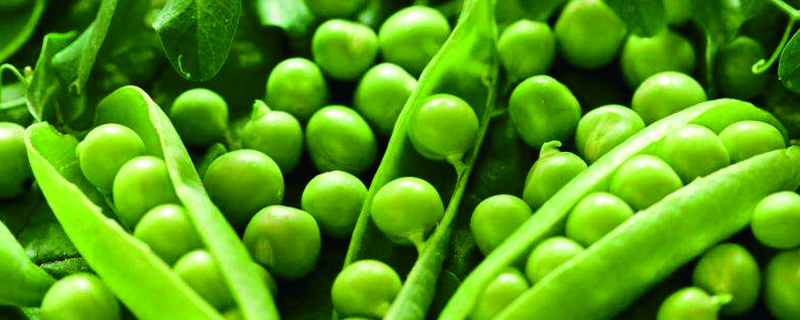 豌豆的生長過程