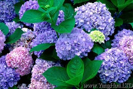 紫色八仙花