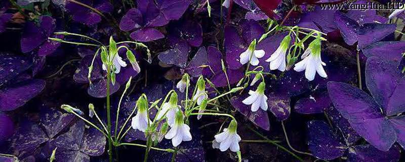 紫葉醡漿草的養殖方法和注意事項