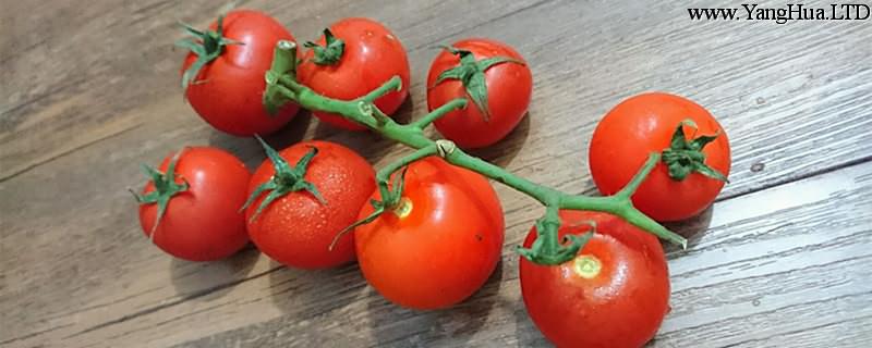 番茄的養殖方法和注意事項