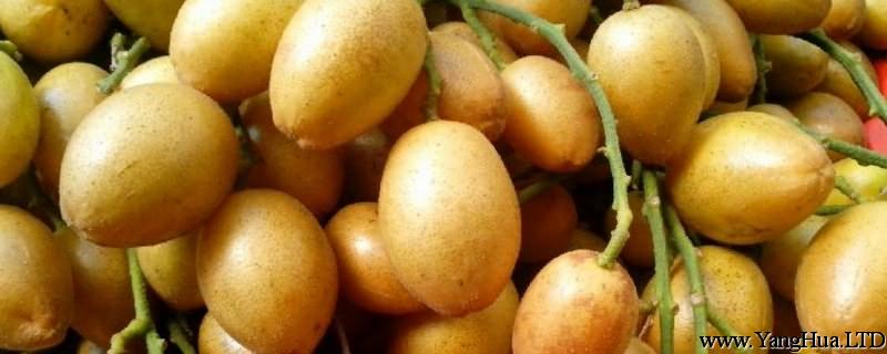 黃皮果的養殖方法和注意事項