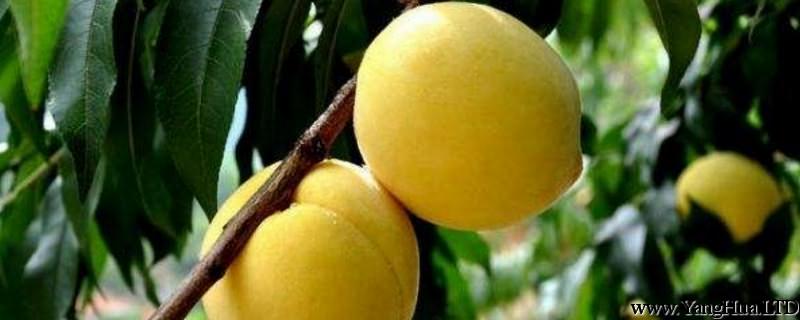黃桃的養殖方法和注意事項