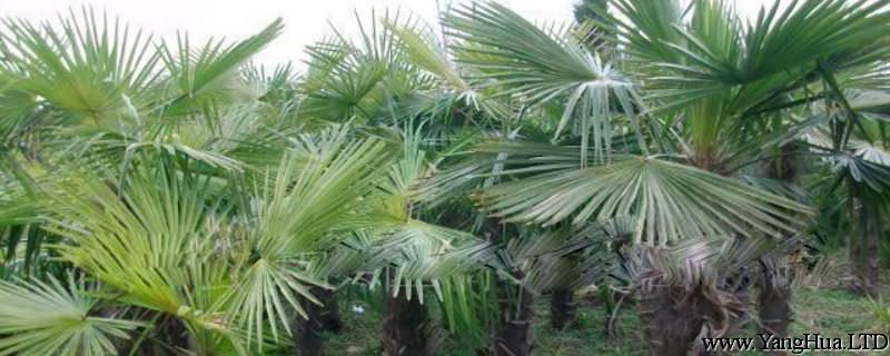 棕櫚的養殖方法和注意事項