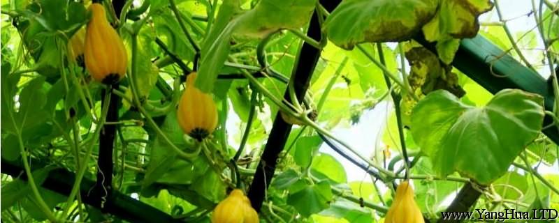 觀賞南瓜的養殖方法和注意事項