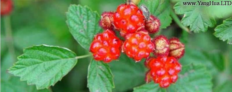 茅莓的養殖方法和注意事項