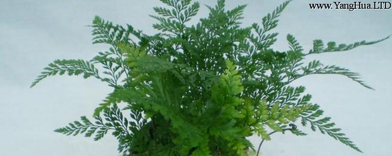 蕨類小盆栽的養殖方法和注意事項