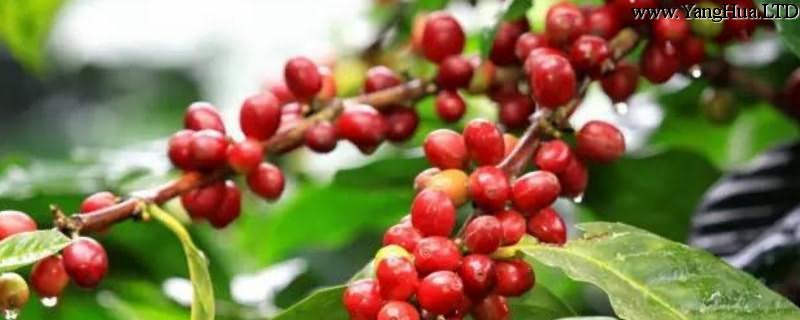 咖啡樹的養殖方法和注意事項
