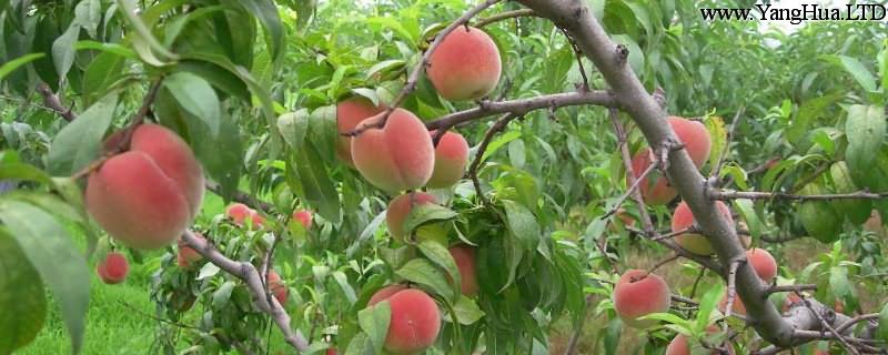 水蜜桃的養殖方法和注意事項