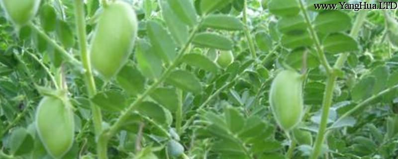 鷹嘴豆的養殖方法和注意事項