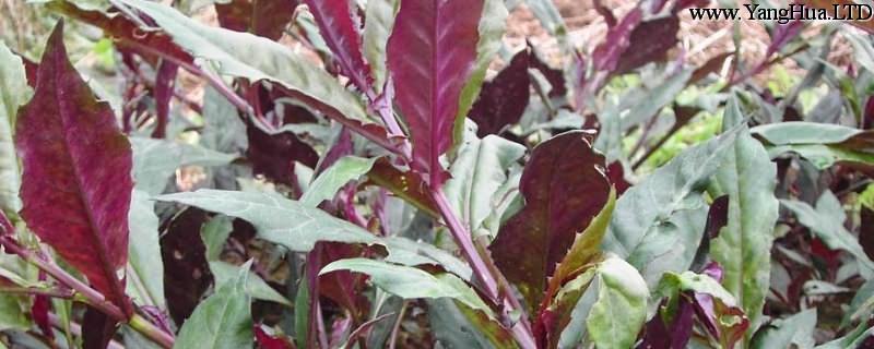 紫背菜的養殖方法和注意事項