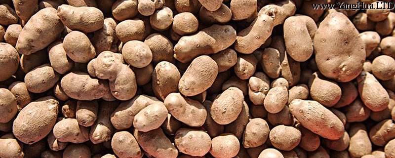 山藥豆的養殖方法和注意事項