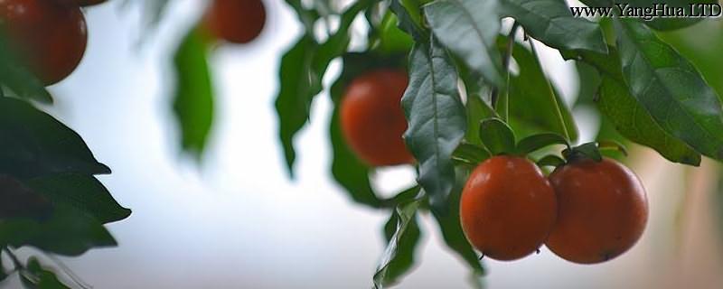 烏柿的養殖方法和注意事項