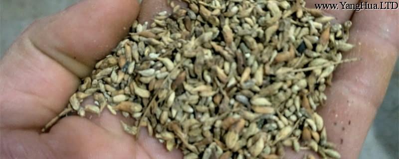 槐米的養殖方法和注意事項