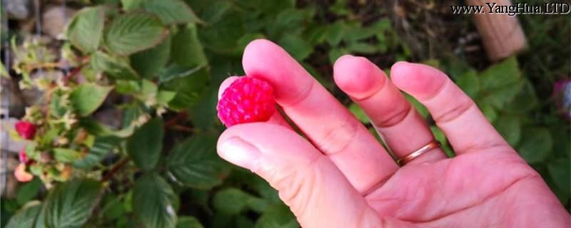 刺莓的養殖方法和注意事項