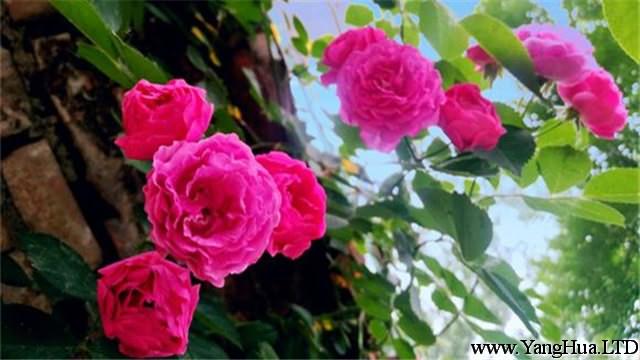 薔薇花的養殖方法和注意事項