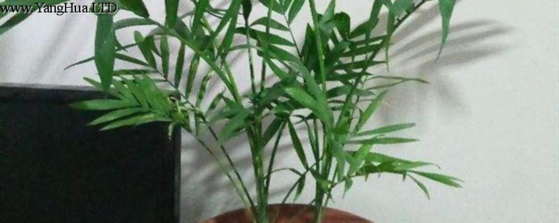 鳳尾竹與棕竹的區別