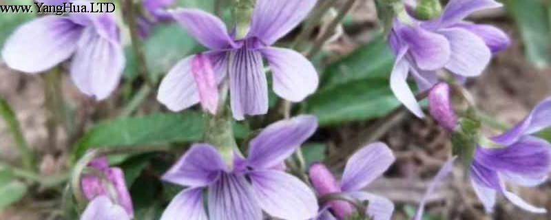 紫花地丁與黃花地丁的區別