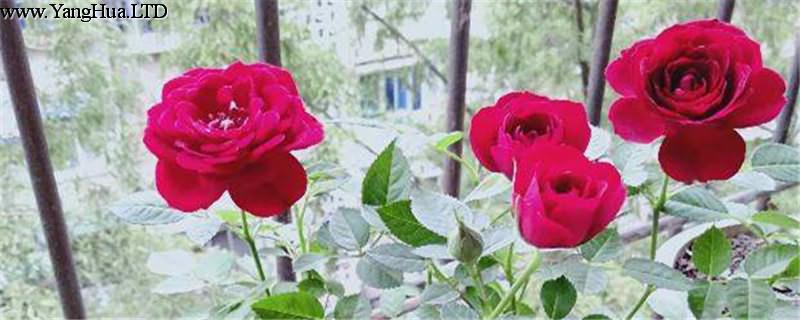 玫瑰花幾月開，玫瑰花的圖片