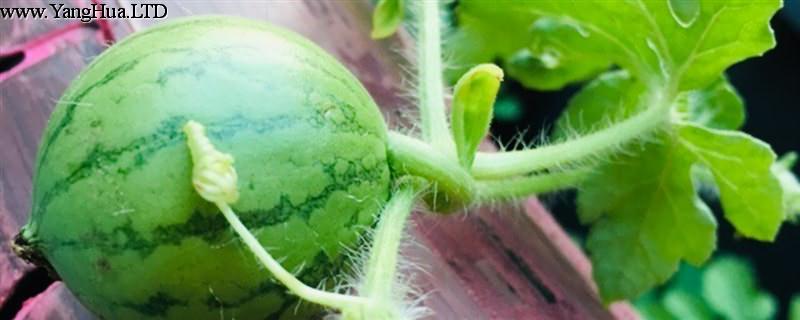 西瓜種植技術，西瓜什麼時候種