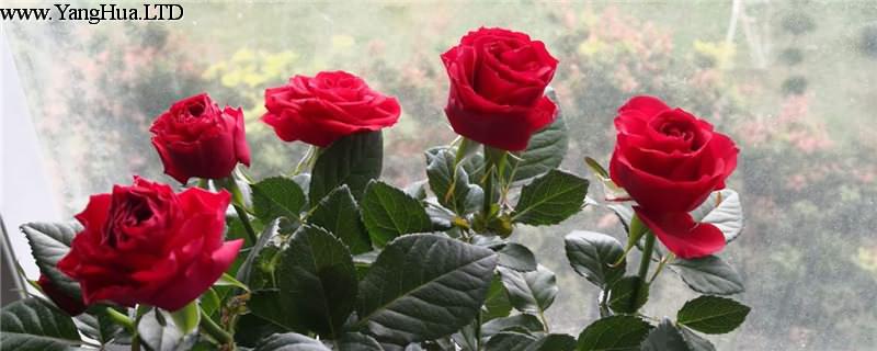 玫瑰花的品種，種玫瑰花的方法