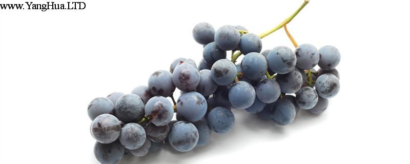 葡萄什麼時候成熟，葡萄幾年結果