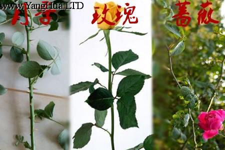 玫瑰月季薔薇花的區別:枝條不同