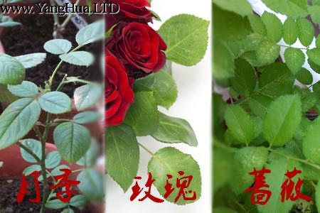 玫瑰月季薔薇花的區別:葉片不同