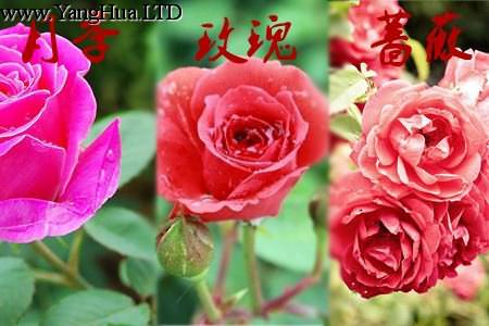 玫瑰月季薔薇花的區別:花朵不同
