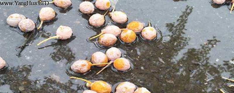 銀杏果什麼時候成熟，銀杏果的作用