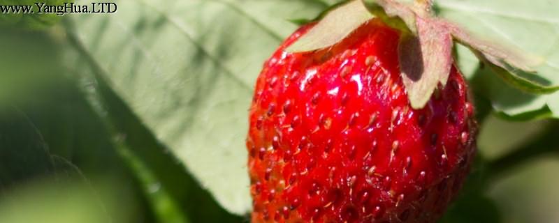 草莓立體栽培，草莓立體種植槽