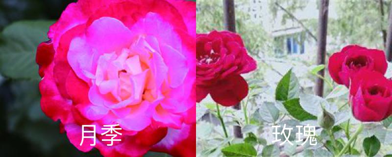 月季與玫瑰的區別，玫瑰花的圖片