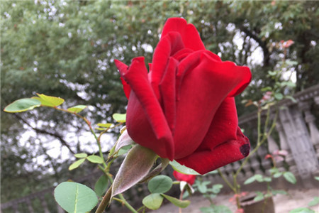 紅玫瑰