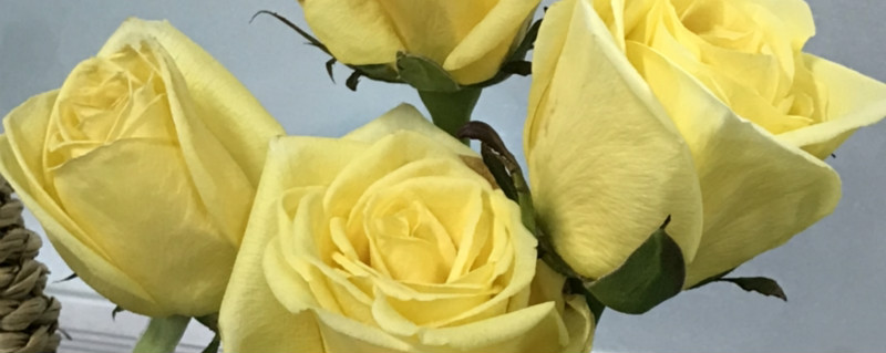 黃玫瑰代表什麼，黃玫瑰圖片