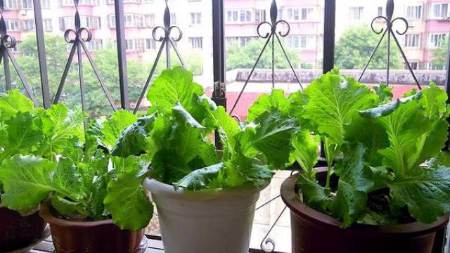 盆栽生菜種植方法